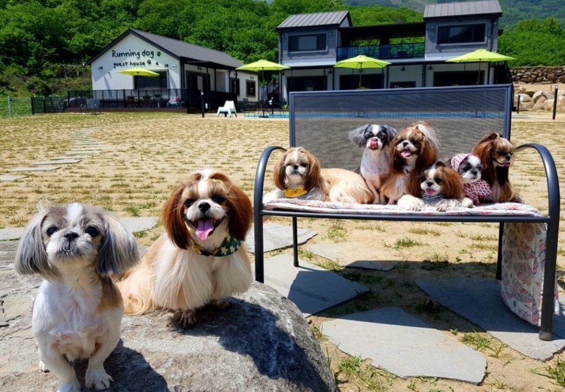 런닝독펜션